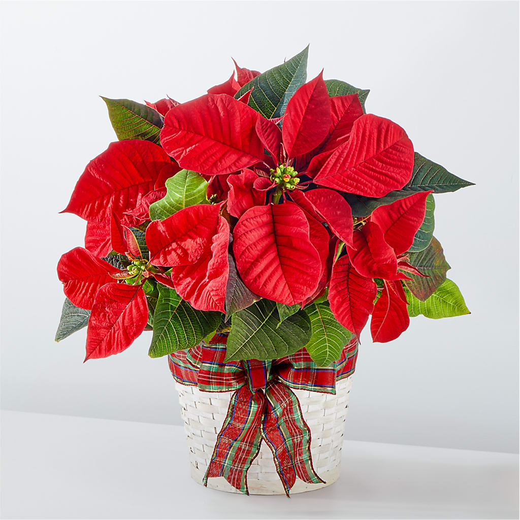 Happiest Holidays Poinsettia – OBIE'S FLOWERS, Pemberville OH