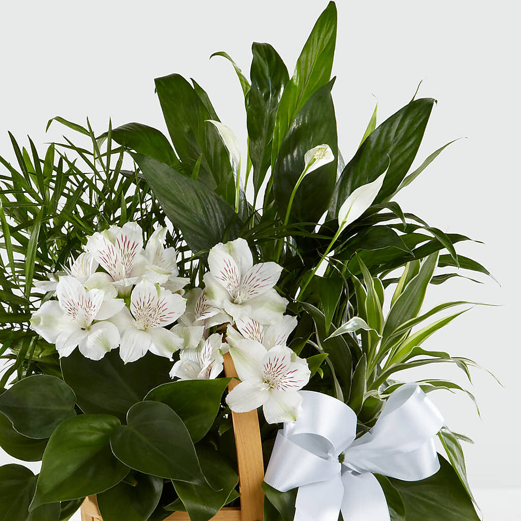 Peace & Serenity Dishgarden – OBIE'S FLOWERS, Pemberville OH
