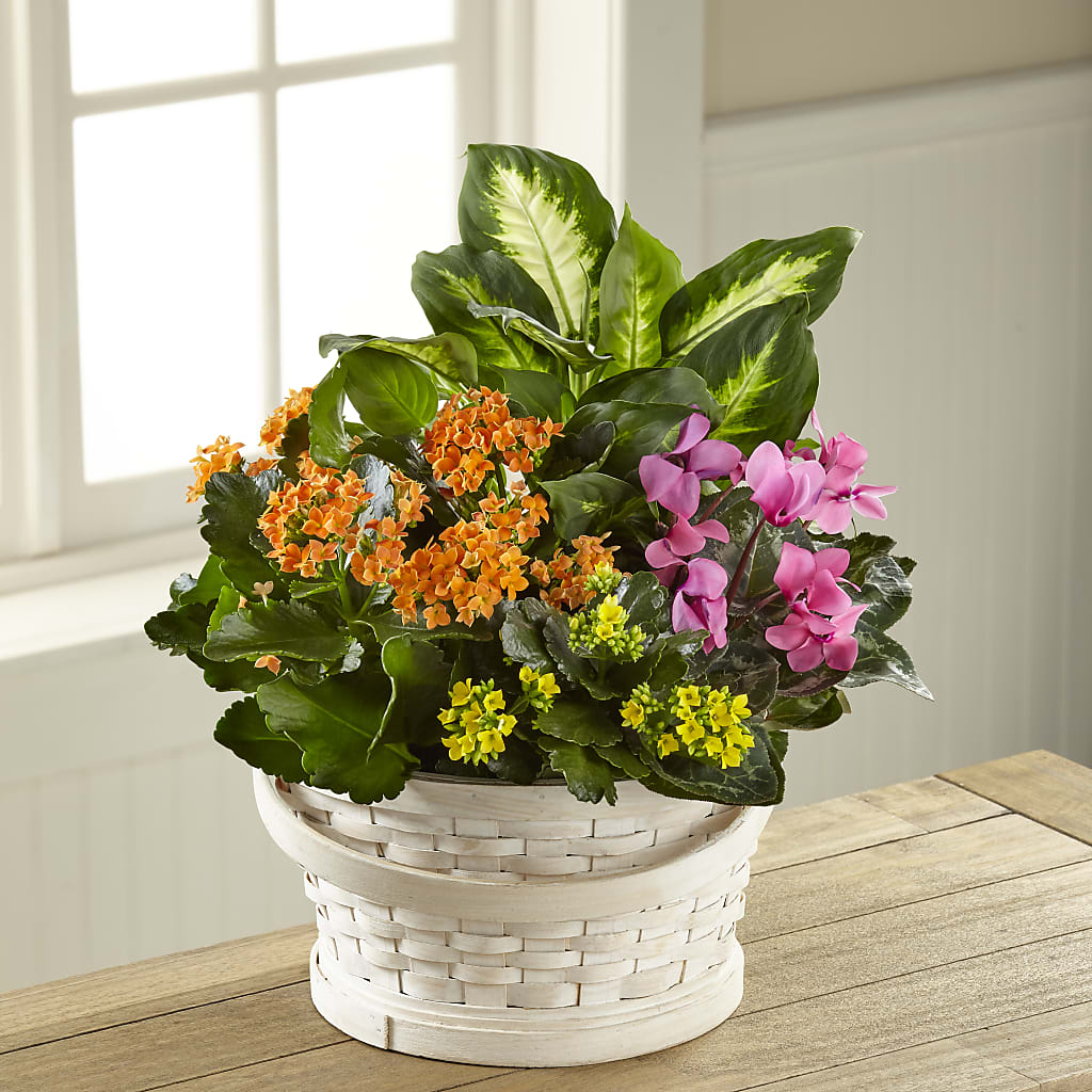 Color Crush Dishgarden – OBIE'S FLOWERS, Pemberville OH
