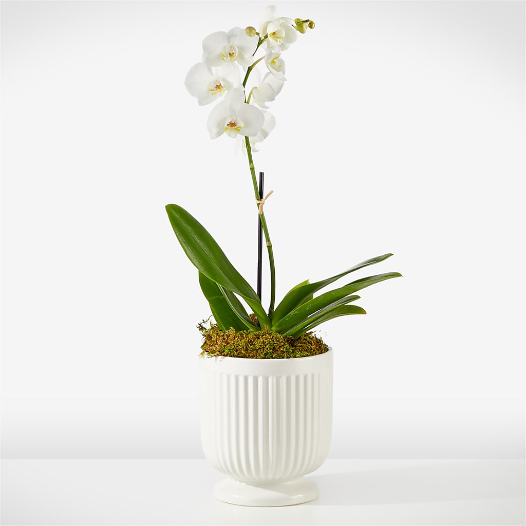 Whispering White Orchid – OBIE'S FLOWERS, Pemberville OH