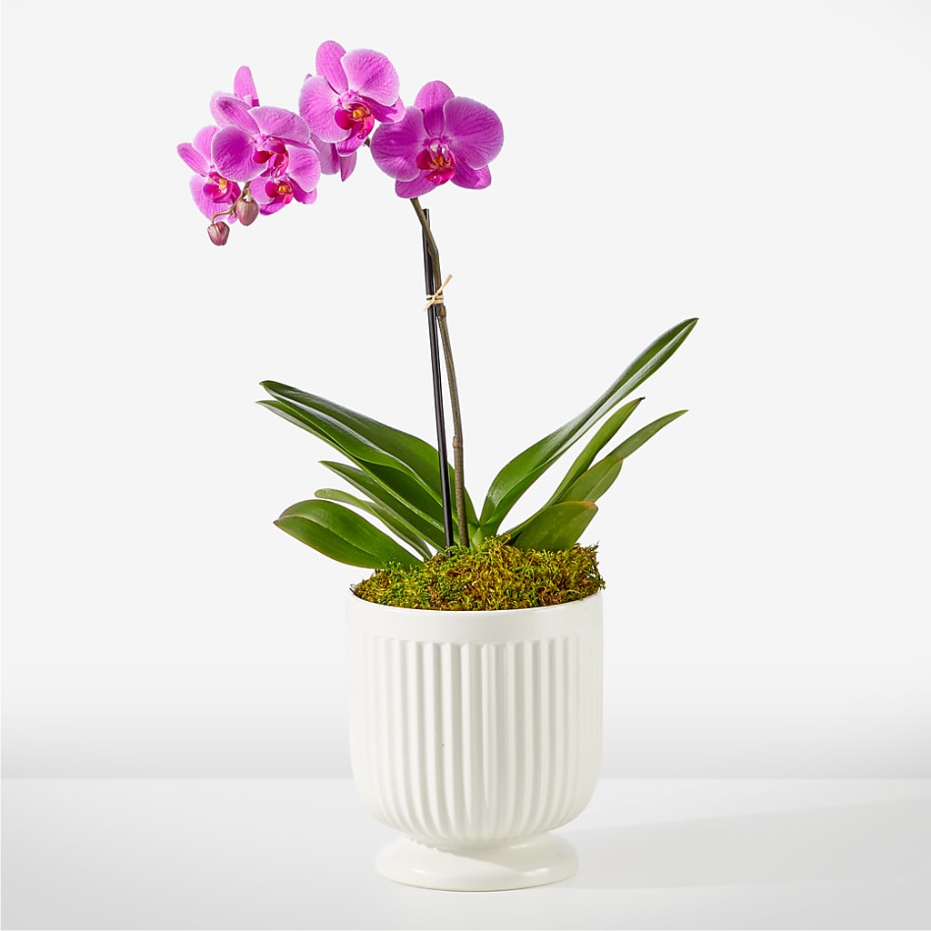 Friendly Fuchsia Orchid – OBIE'S FLOWERS, Pemberville OH
