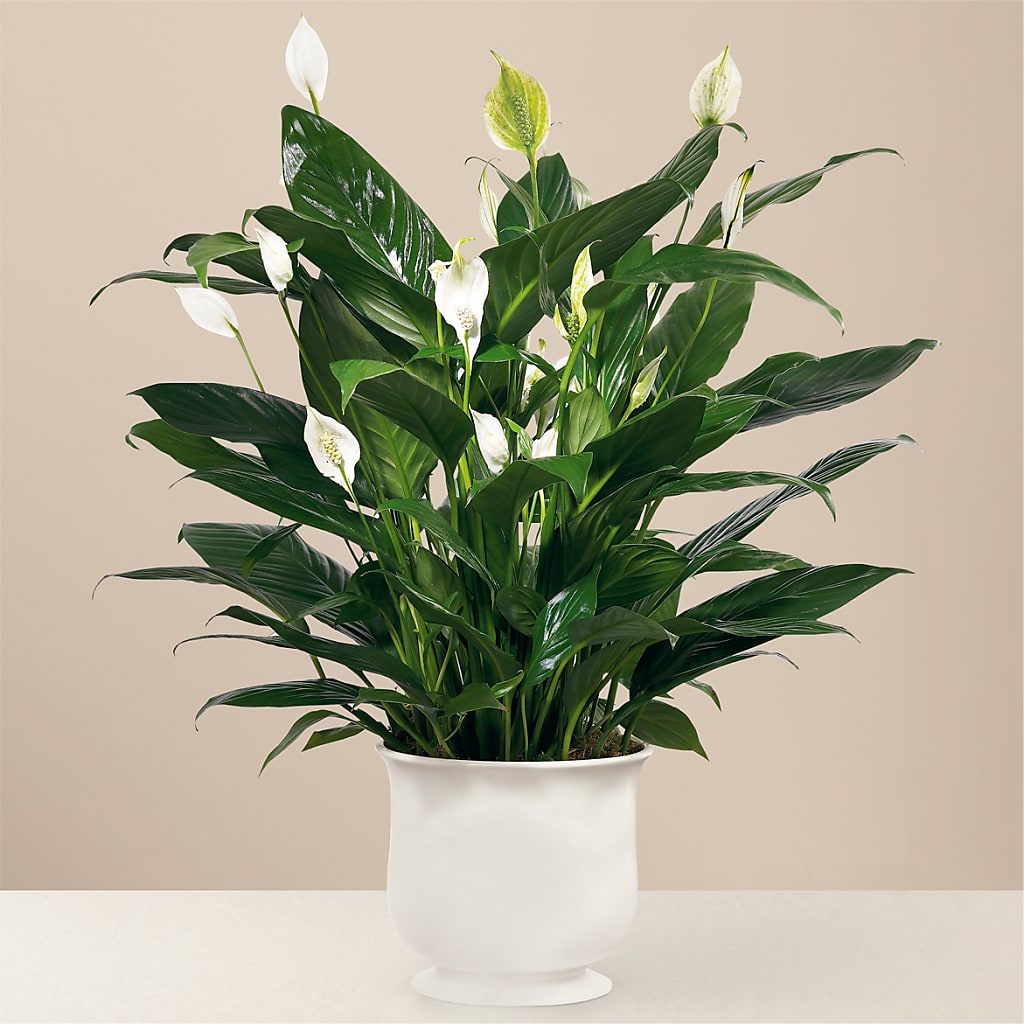 Comfort Planter – OBIE'S FLOWERS, Pemberville OH