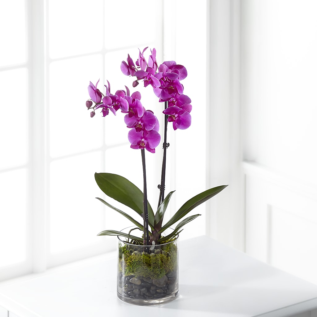 Pink Orchid Plant – OBIE'S FLOWERS, Pemberville OH