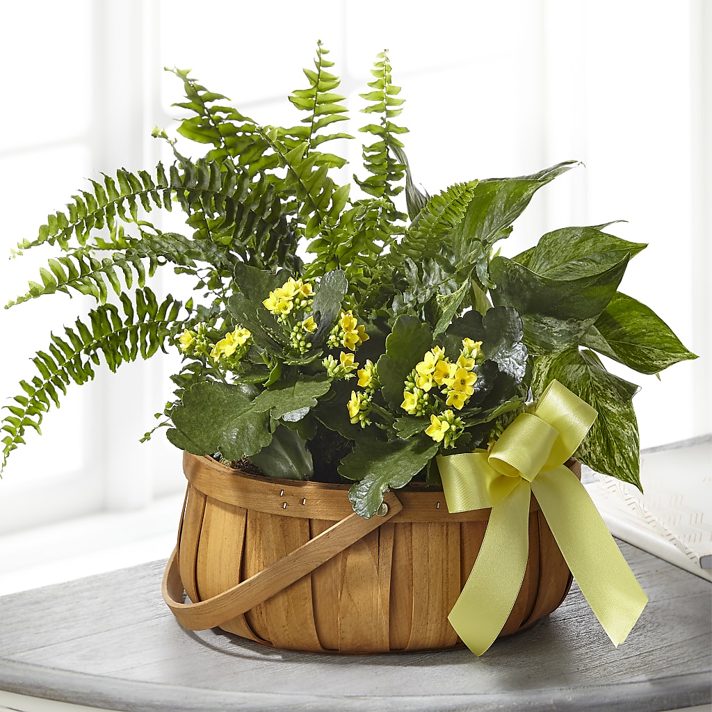 Always Dear Dishgarden – OBIE'S FLOWERS, Pemberville OH