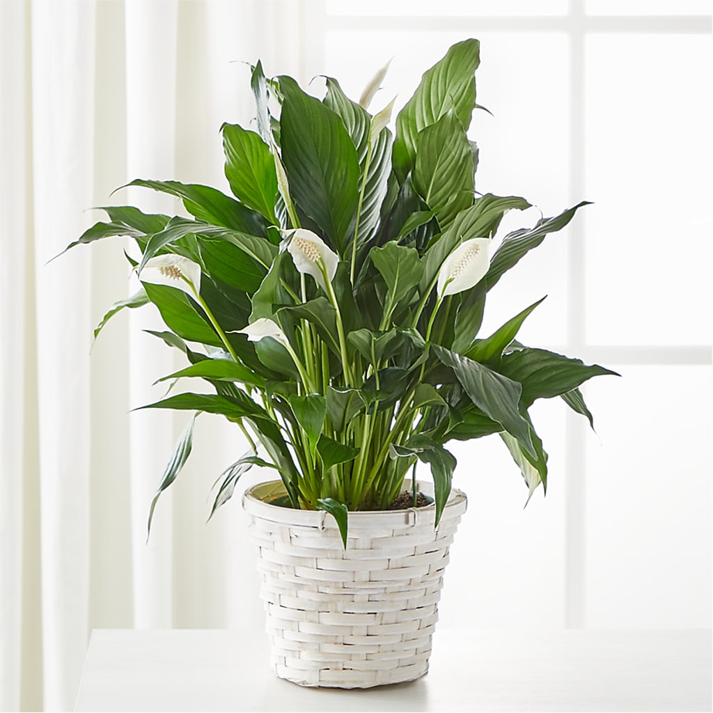 A New Leaf Peace Lily – OBIE'S FLOWERS, Pemberville OH