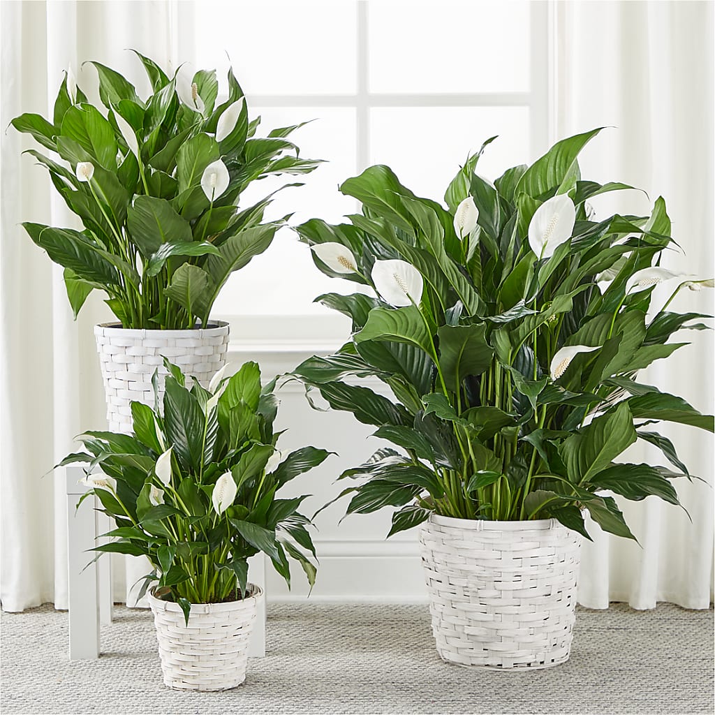 A New Leaf Peace Lily – OBIE'S FLOWERS, Pemberville OH