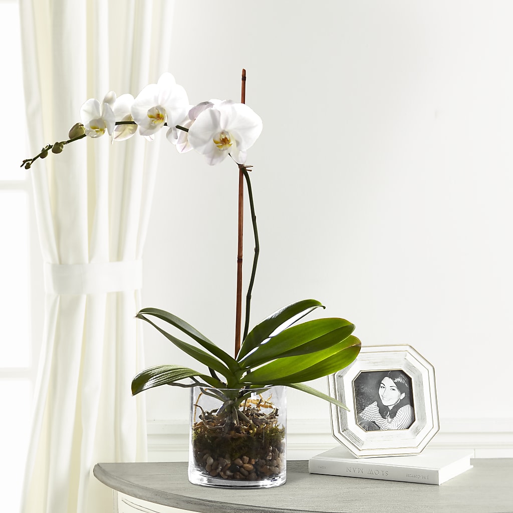 White Orchid Planter – OBIE'S FLOWERS, Pemberville OH