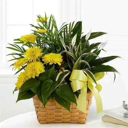 Loving Light Dishgarden – OBIE'S FLOWERS, Pemberville OH