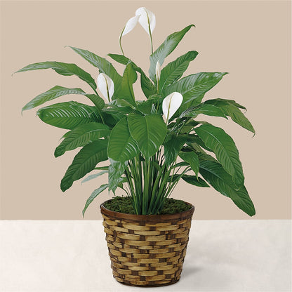 Tranquil Moments Peace Lily Plant – OBIE'S FLOWERS, Pemberville OH
