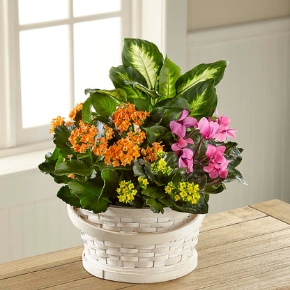 Color Crush Dishgarden – OBIE'S FLOWERS, Pemberville OH