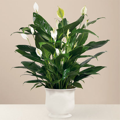 Comfort Planter – OBIE'S FLOWERS, Pemberville OH