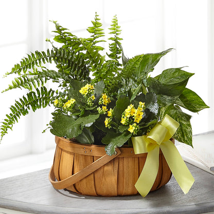 Always Dear Dishgarden – OBIE'S FLOWERS, Pemberville OH