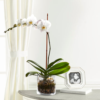 White Orchid Planter – OBIE'S FLOWERS, Pemberville OH
