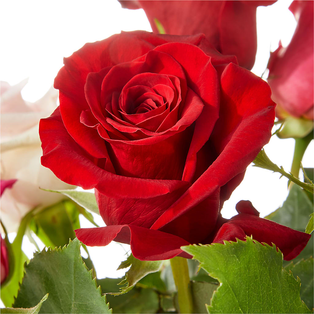 Love Notes Rose Bouquet – OBIE'S FLOWERS, Pemberville OH